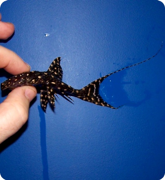 L155 Polka Dot Lyretail Pleco - Acanthicus Adonis - 1-2 inch